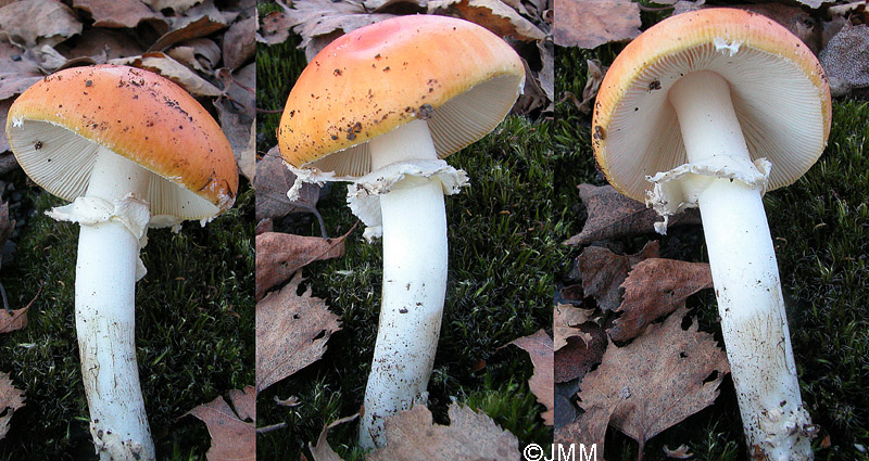 Amanita muscaria var. aureola