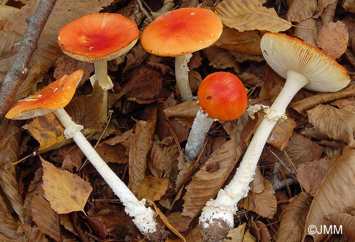 Amanita muscaria var. aureola