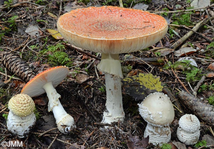 Amanita muscaria f. flavivolvata, var. fuligineoverrucosa & Amanita pseudoregalis