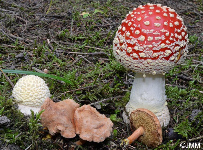 Amanita muscaria f. flavivolvata & Chalciporus piperatus