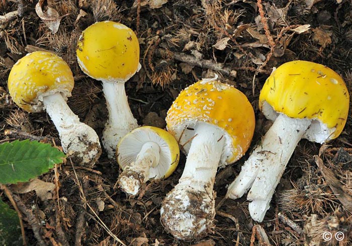 Amanita muscaria f. europaea = Amanita muscaria var. formosa f. europaea