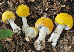 Amanita muscaria f. europaea