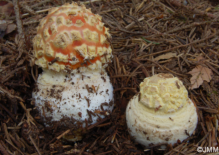 Amanita muscaria f. flavivolvata