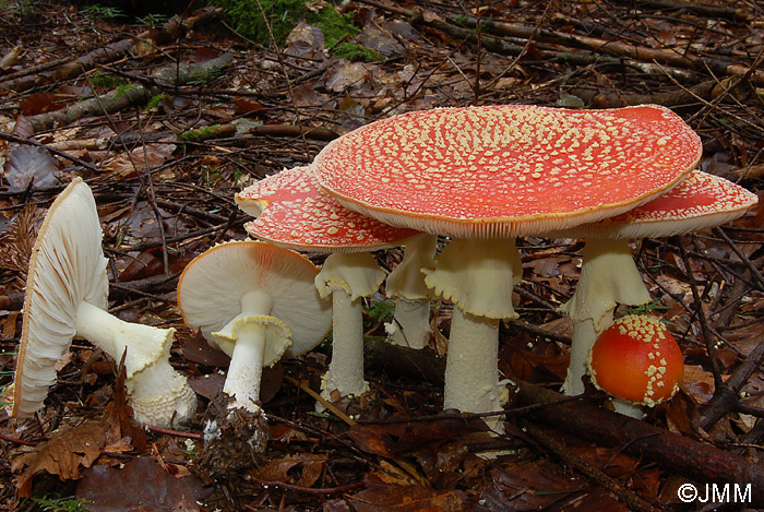 Amanita muscaria f. flavivolvata