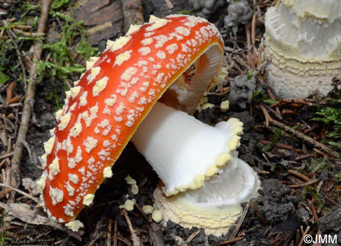 Amanita muscaria f. flavivolvata