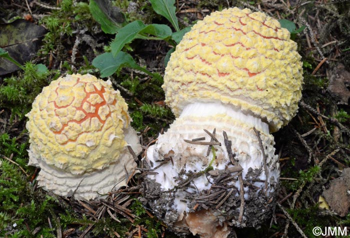 Amanita muscaria f. flavivolvata