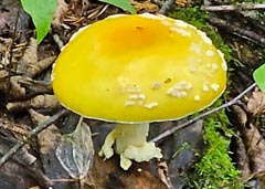 Amanita muscaria var. formosa f. formosa