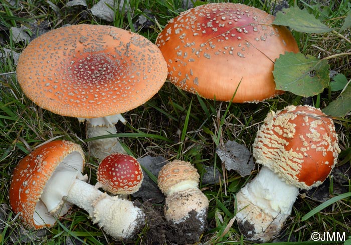 Amanita muscaria var. fuligineoverrucosa