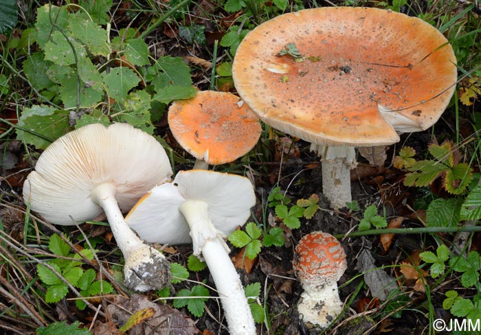 Amanita muscaria var. fuligineoverrucosa