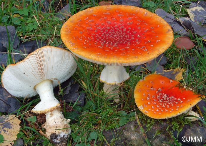 Amanita muscaria var. fuligineoverrucosa