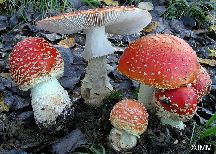 Amanita muscaria var. fuligineoverrucosa