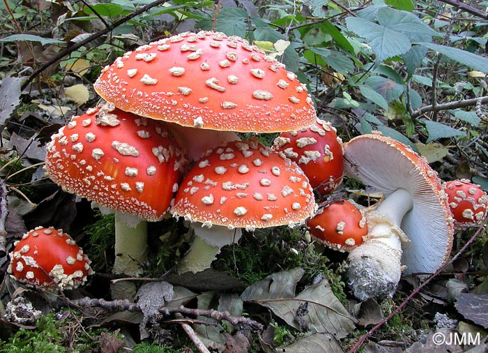 Amanita muscaria var. fuligineoverrucosa