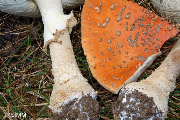 Amanita muscaria var. fuligineoverrucosa : dtail du voile gris