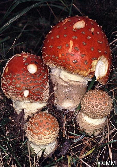 Amanita muscaria var. fuligineoverrucosa