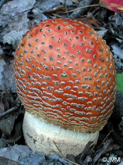 Amanita muscaria var. fuligineoverrucosa