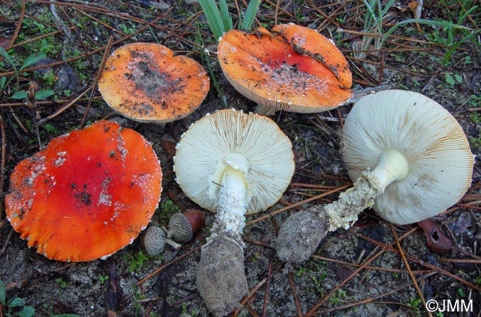 Amanita muscaria var. inzengae