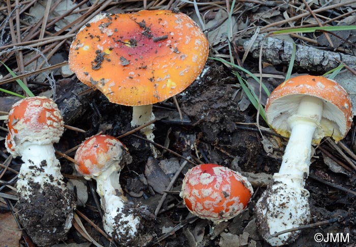 Amanita muscaria var. inzengae