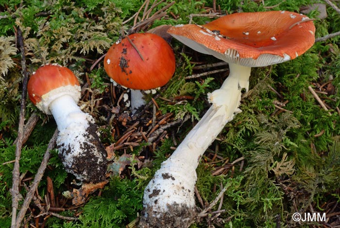 Amanita muscaria f. puella