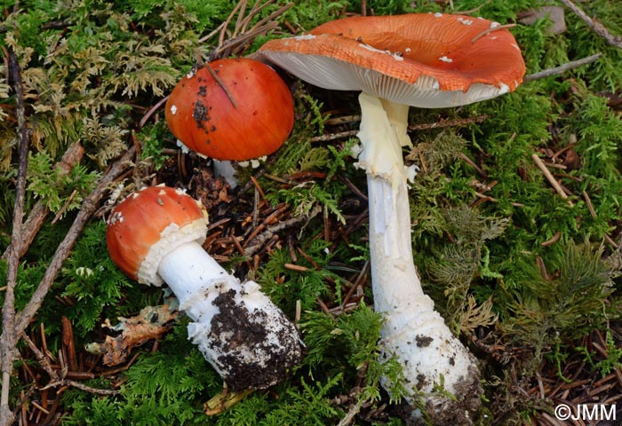 Amanita muscaria f. puella