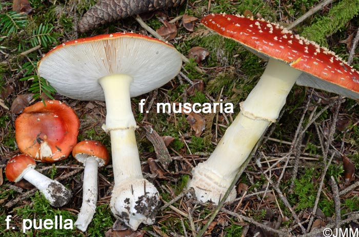 Amanita muscaria f. puella et f. muscaria : comparaison