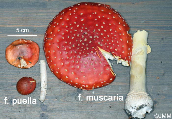 Amanita muscaria f. puella et f. muscaria : comparaison
