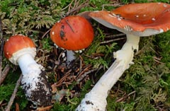 Amanita muscaria f. puella