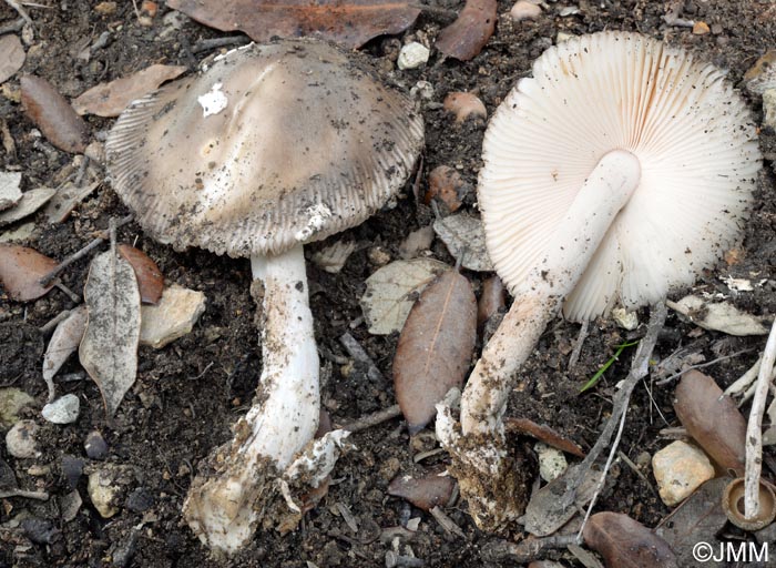 Amanita oblongispora