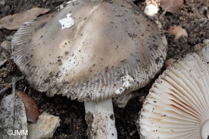 Amanita oblongispora