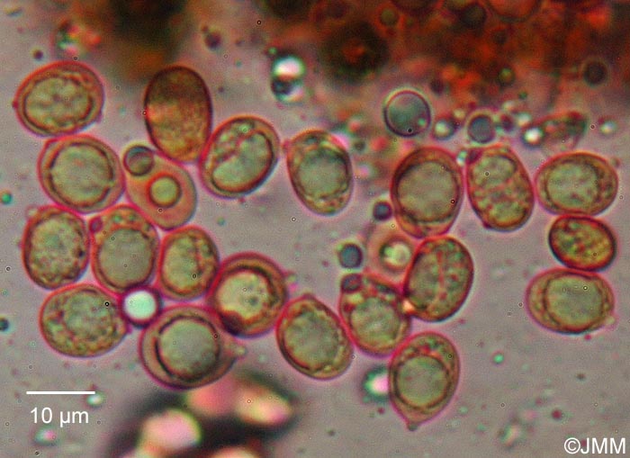 Amanita oblongispora : spores