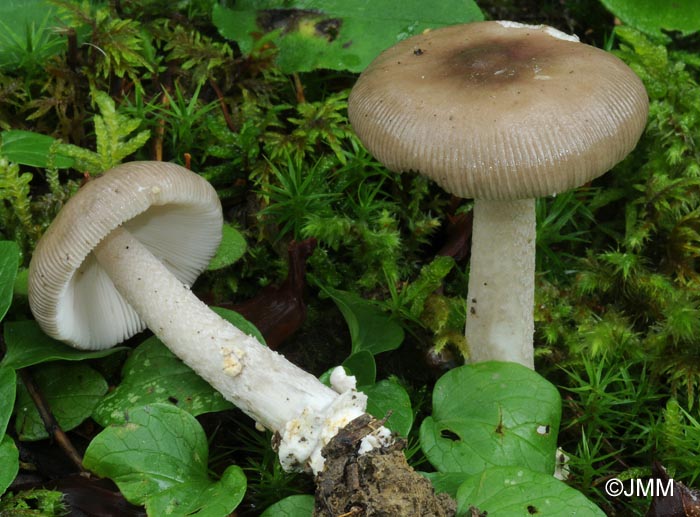 Amanita ochraceomaculata