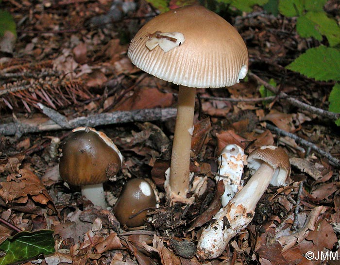 Amanita ochraceomaculata