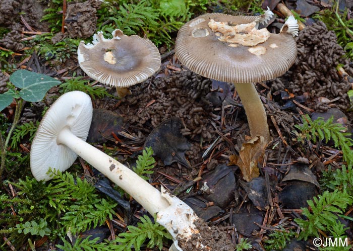 Amanita ochraceomaculata