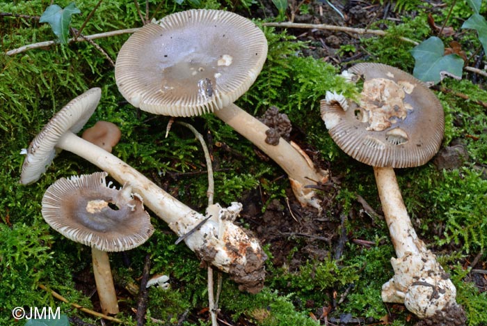 Amanita ochraceomaculata