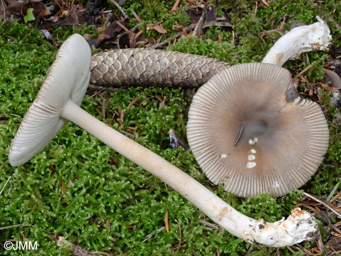 Amanita ochraceomaculata