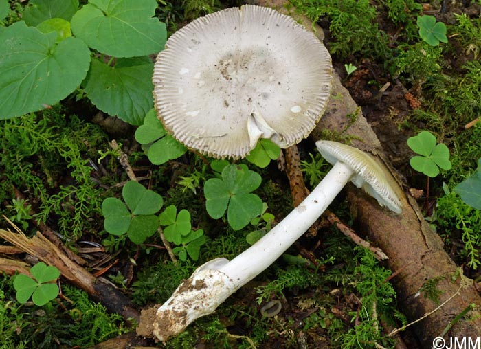 Amanita olivaceogrisea