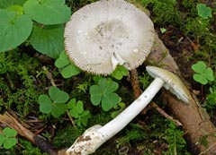 Amanita olivaceogrisea