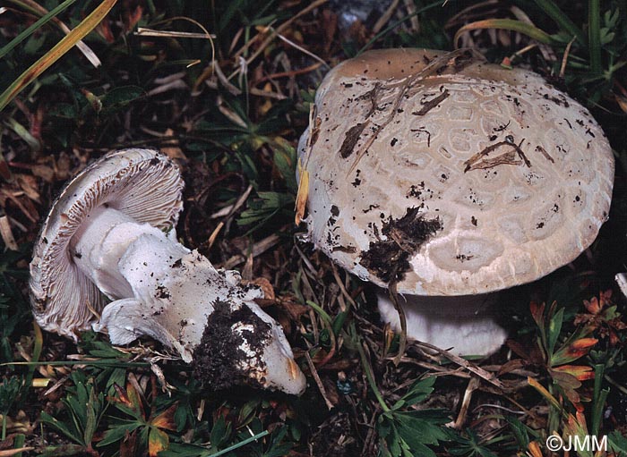 Amanita oreina