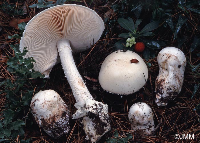 Amanita ovoidea