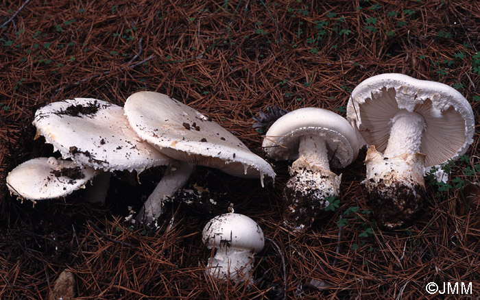 Amanita ovoidea