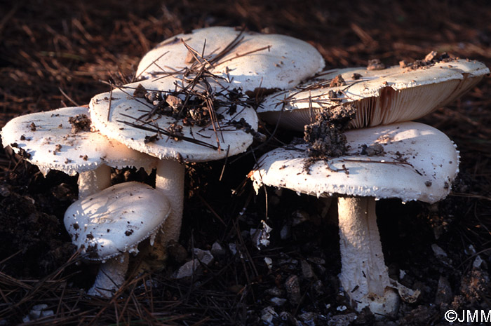 Amanita ovoidea