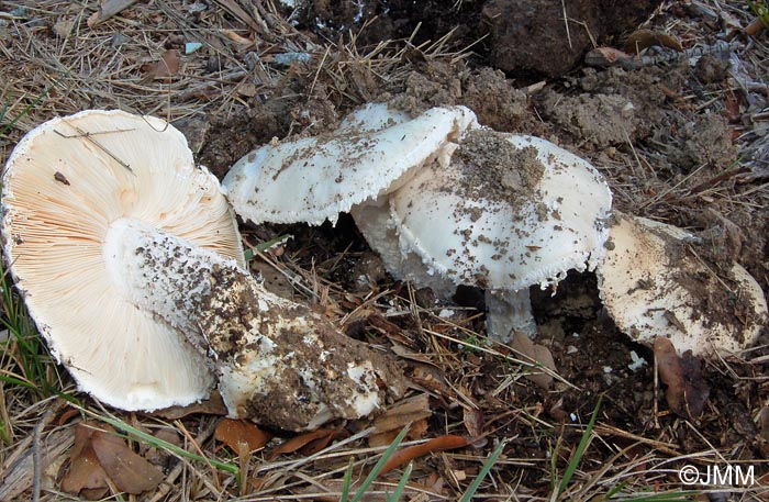 Amanita ovoidea