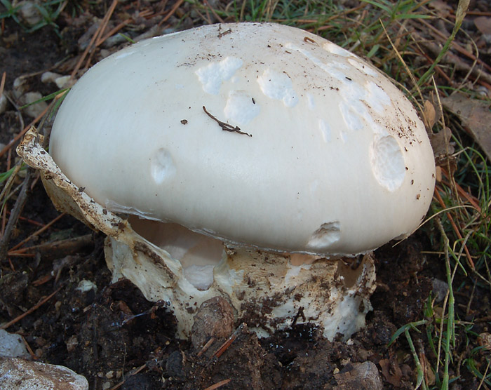 Amanita ovoidea