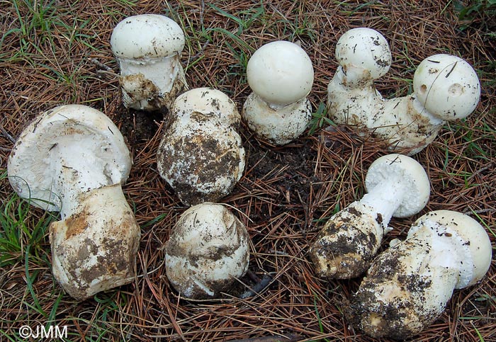 Amanita ovoidea