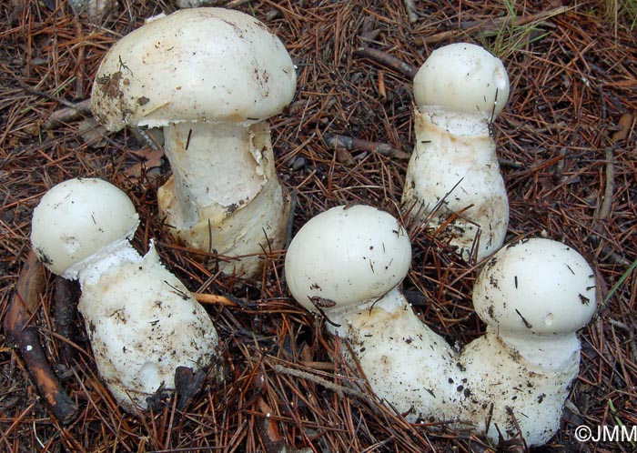 Amanita ovoidea