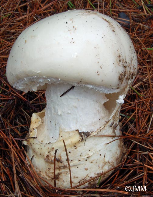 Amanita ovoidea