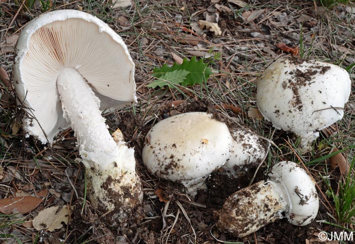 Amanita ovoidea