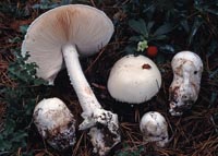 Amanita ovoidea