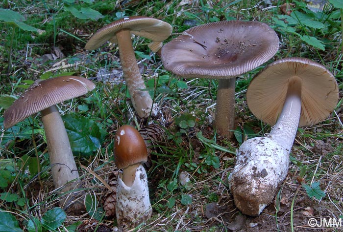 Amanita pachyvolvata