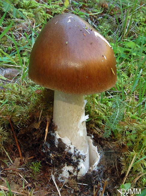 Amanita pachyvolvata