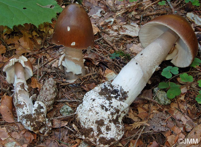 Amanita pachyvolvata